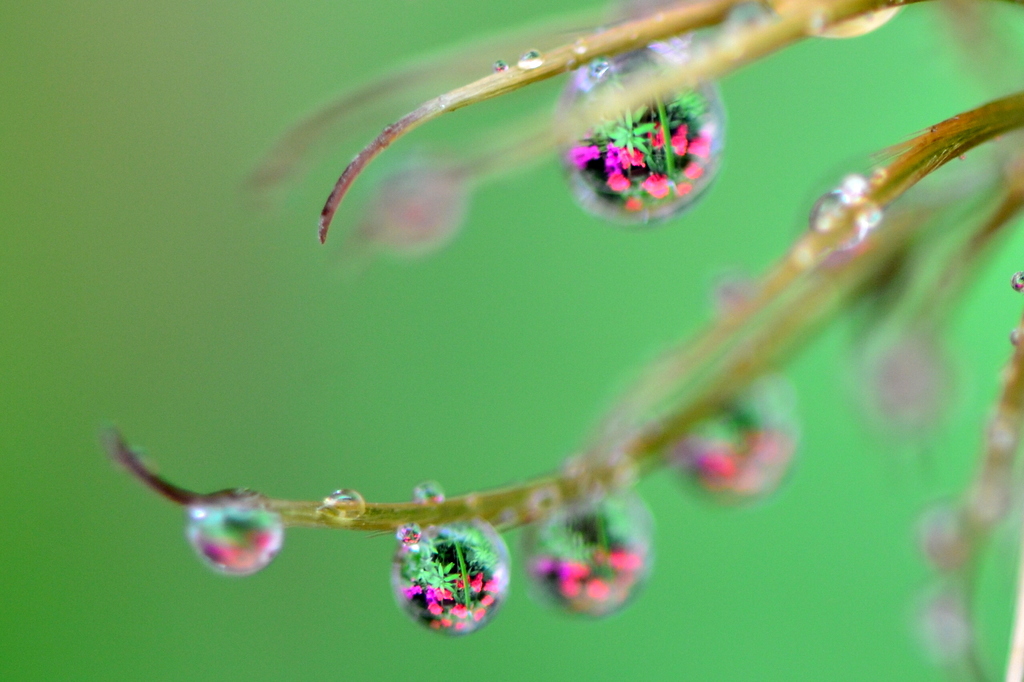 花の首飾り