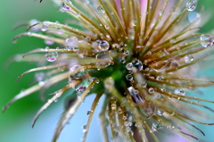 花の首飾り