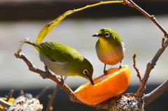 餌付けに成功