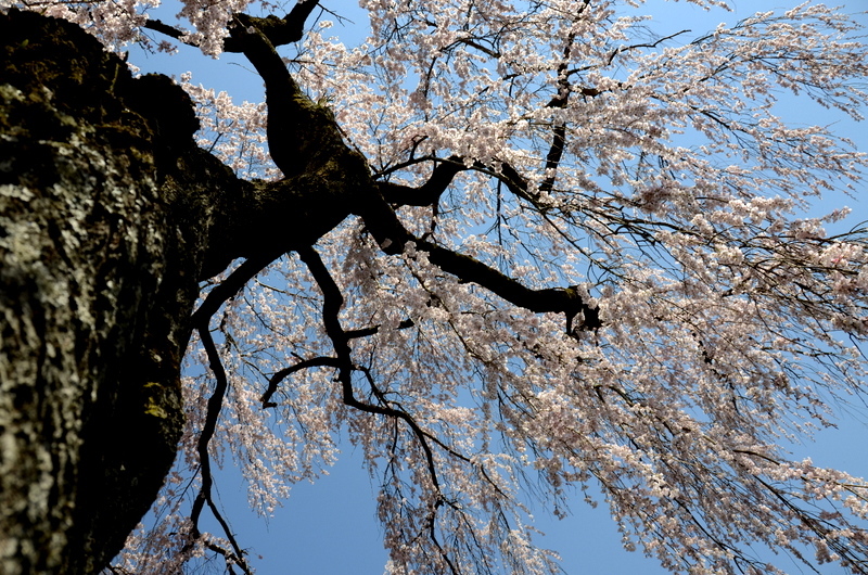 樹齢１５０年のしだれ桜