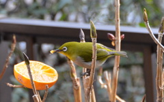 餌付けに成功！