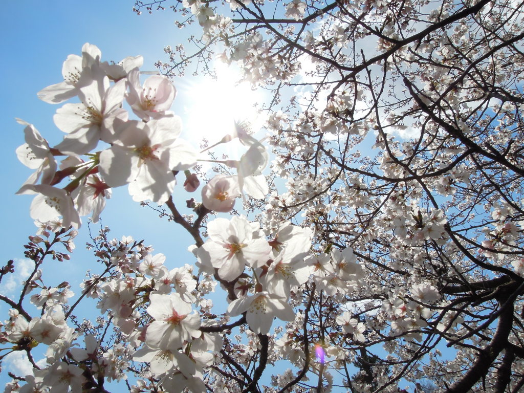 春の空