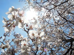 春の空