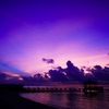 Purple Haze