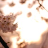 桜色