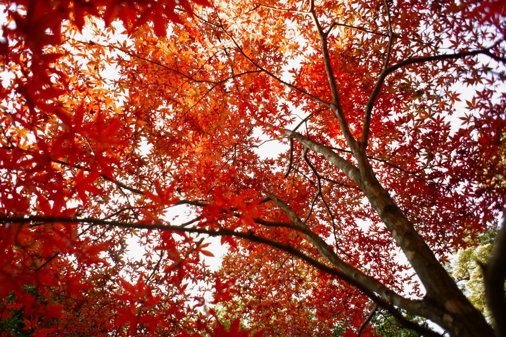 花火