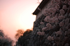 富山城址公園