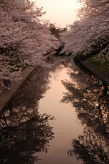 桜川