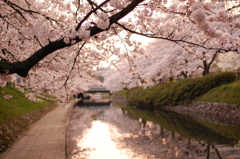 松川の桜