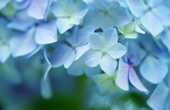 紫陽花　10