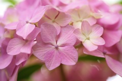 紫陽花　14