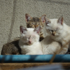 公園の猫　13