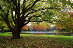 晩秋の水元公園　4