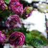 ガラス越しの薔薇