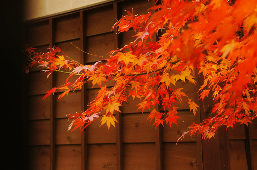 上野の紅葉