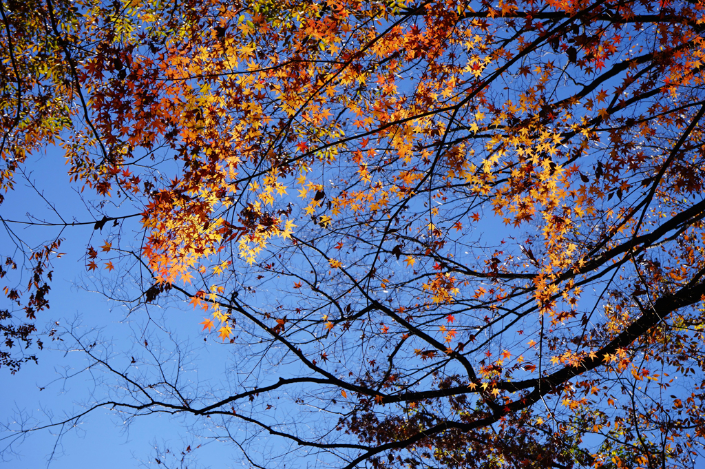 晩秋の上野公園　2