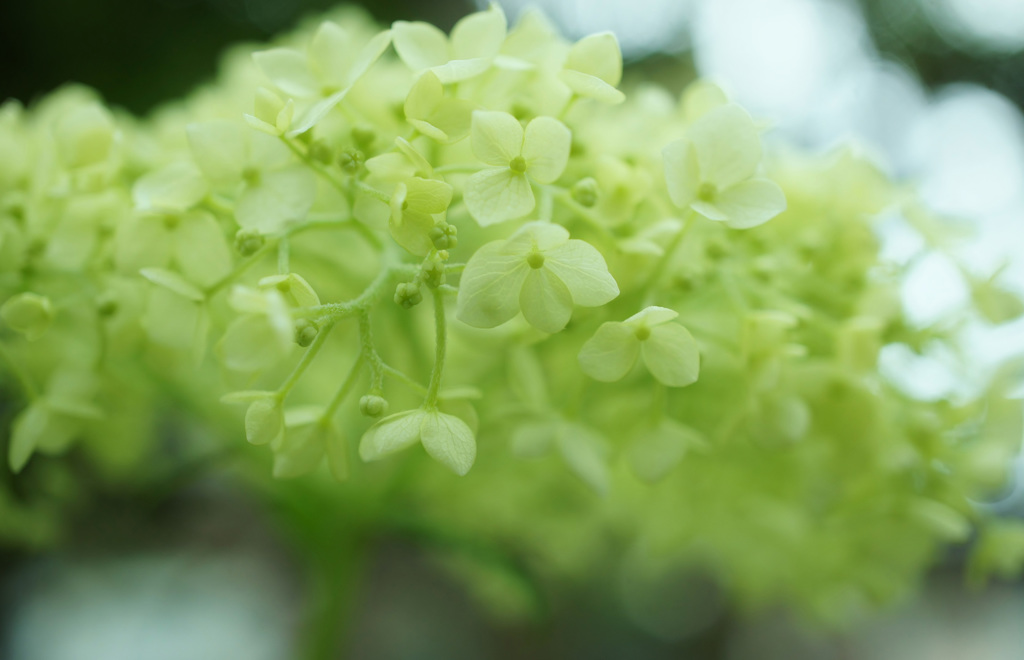紫陽花　4