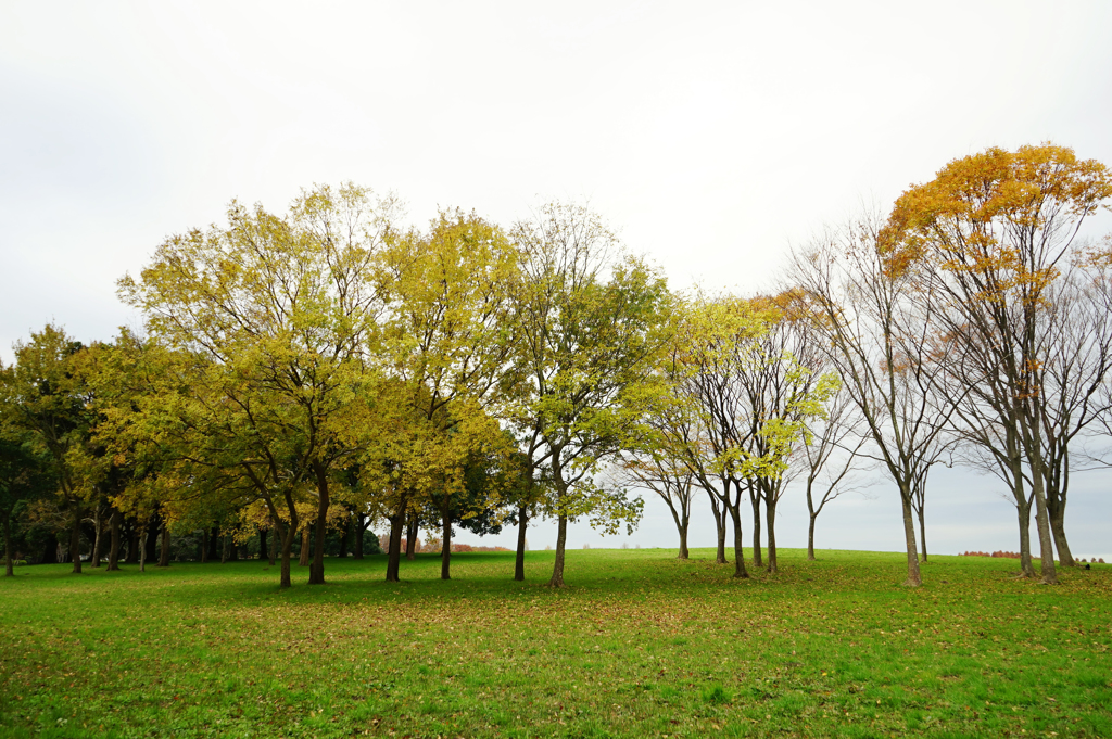 晩秋の水元公園　7
