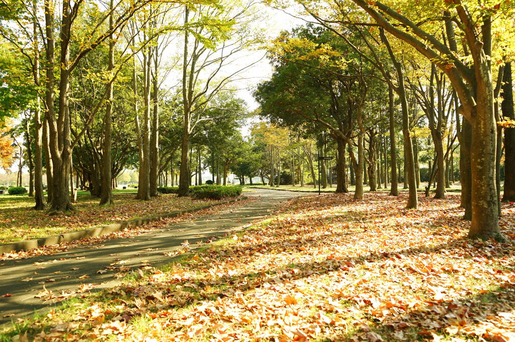 秋の水元公園　5