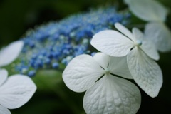 紫陽花　13