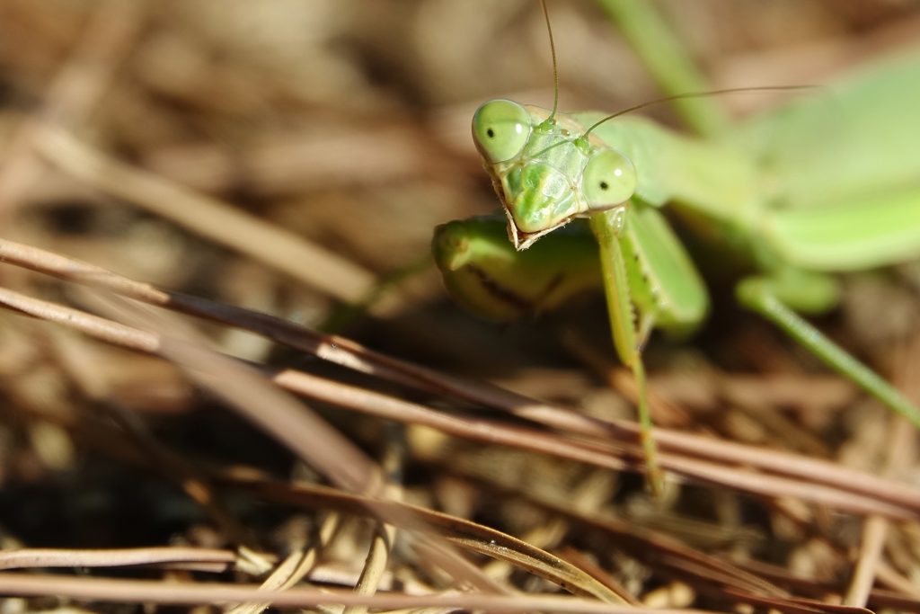 カマキリに呼び止められた午後・・