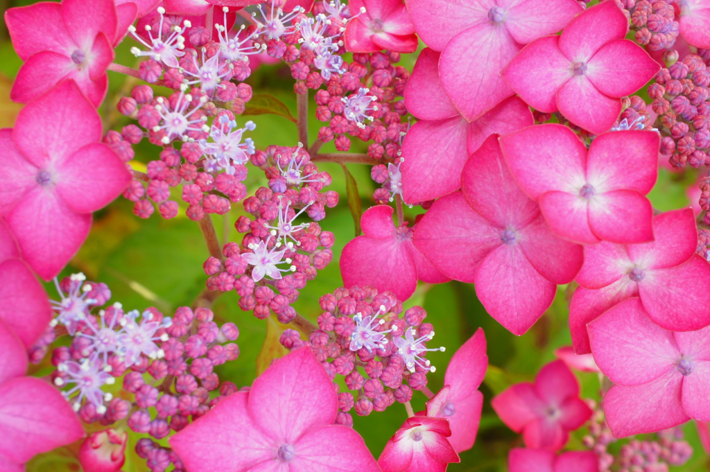 紫陽花　31