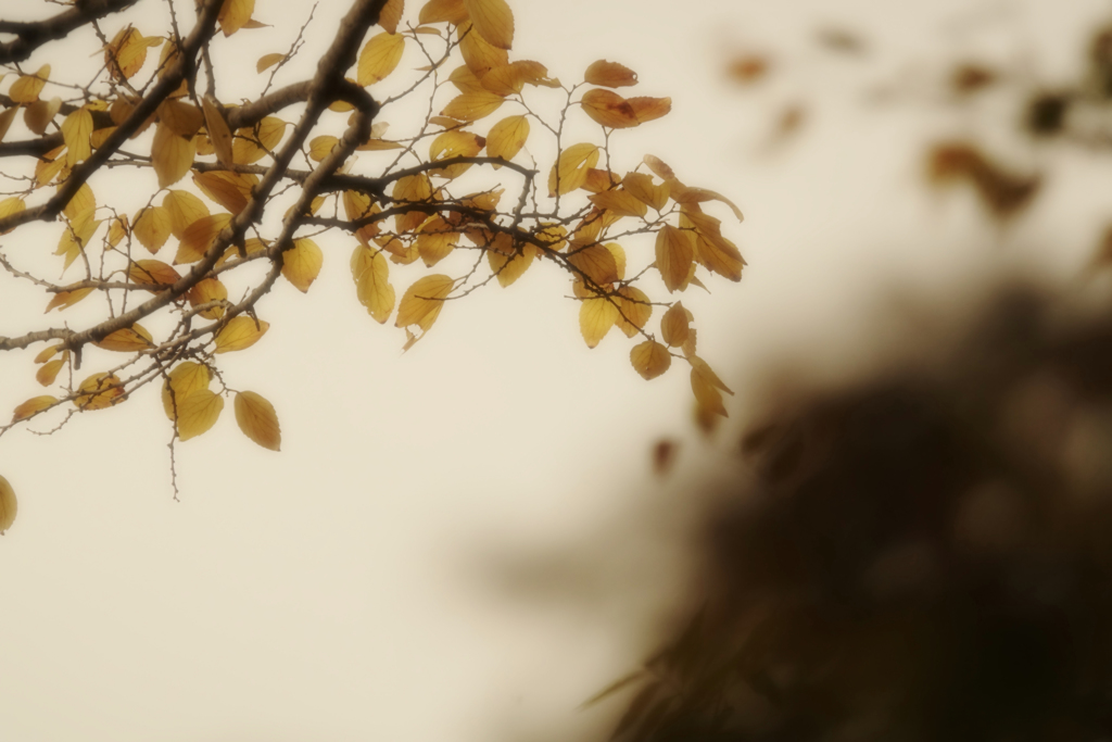 秋・郷愁