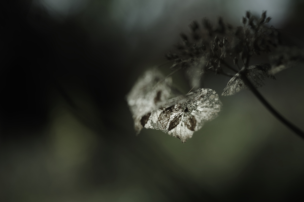 紫陽花　21