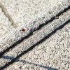 テントウムシ