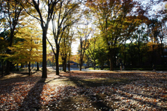上野公園の秋　1