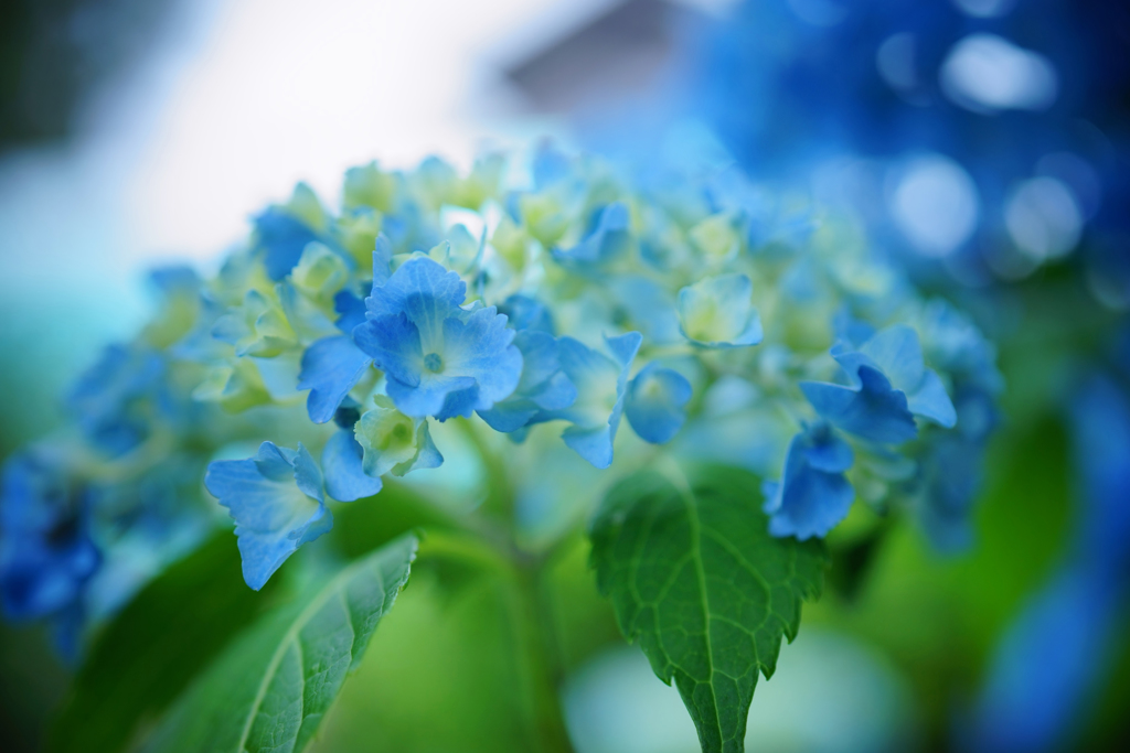 紫陽花　32