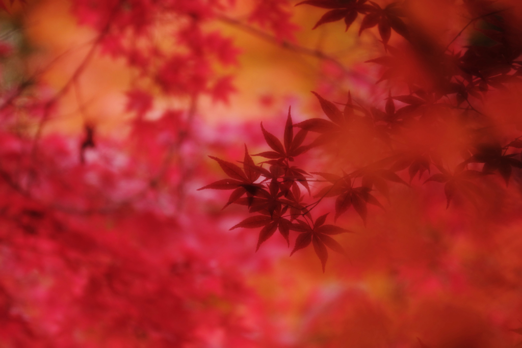 モミジ　21