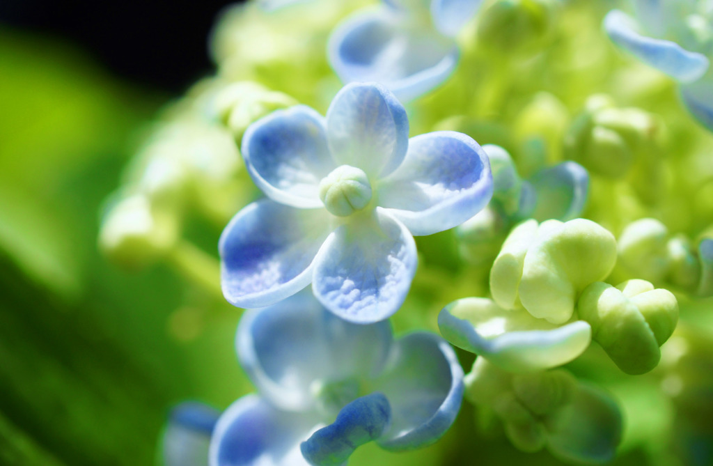 紫陽花　1