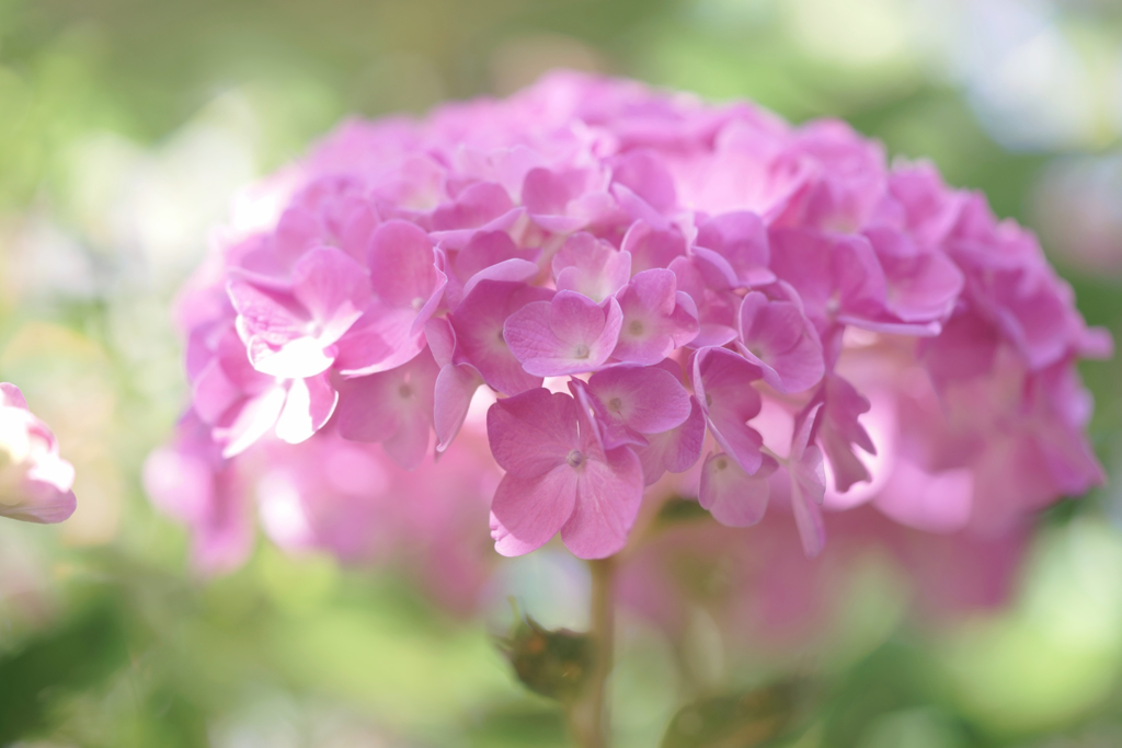 紫陽花　35