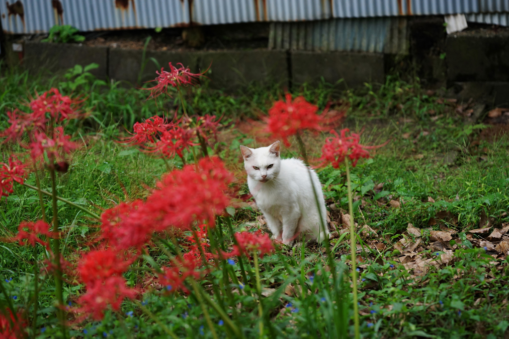 公園の猫　8（サブタイトル・・本当にいた猫　2）