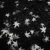 地上の星