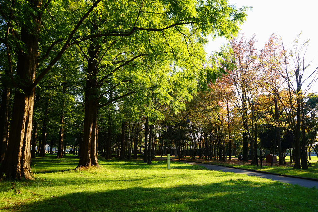 秋の水元公園　10