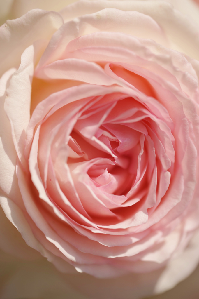 薔薇　7