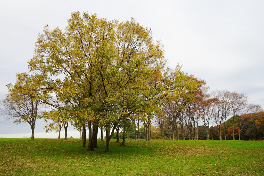 晩秋の水元公園　8