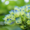 紫陽花　26