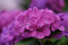 紫陽花　18