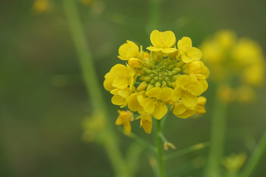 師走の菜花　1