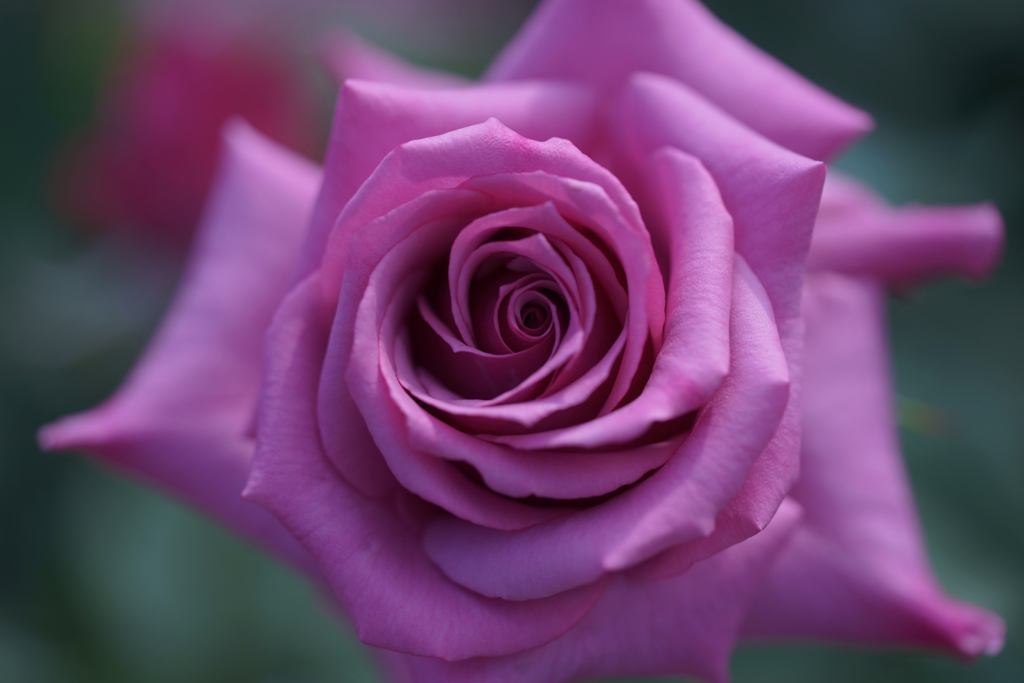 薔薇　4