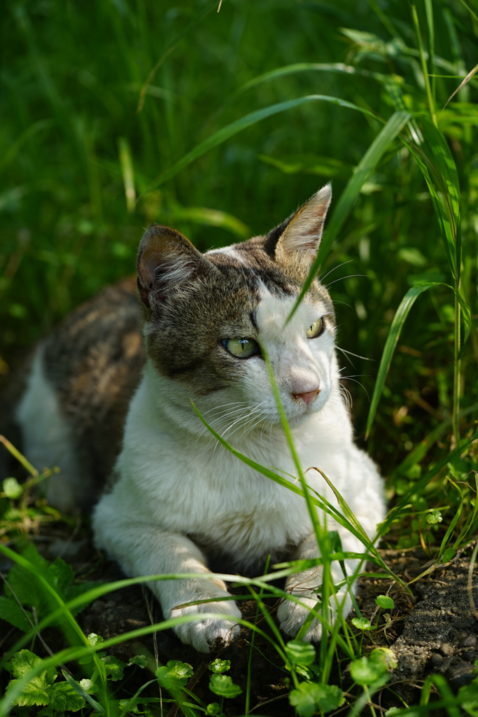 公園の猫　14