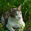 公園の猫　14