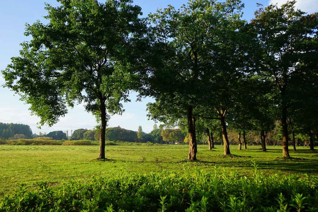 秋の水元公園　7