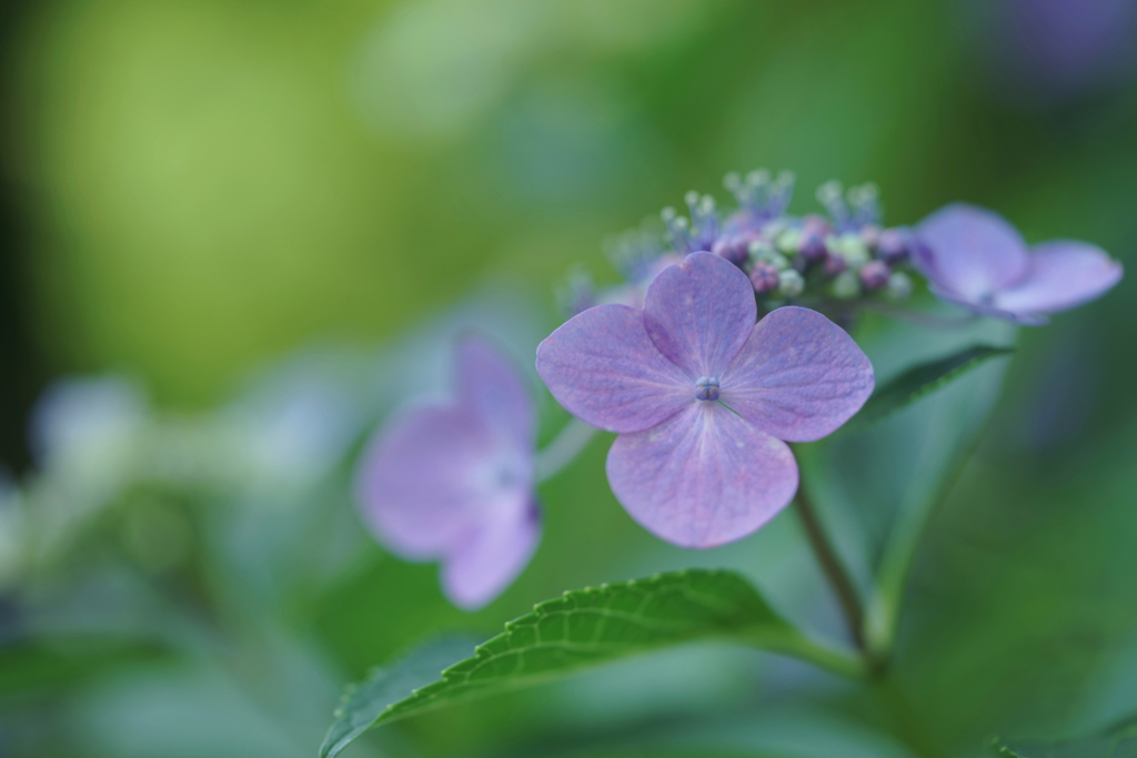 紫陽花　37