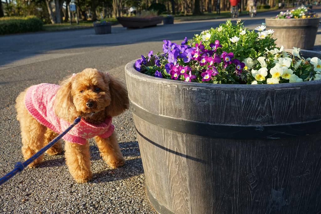 花と犬　１