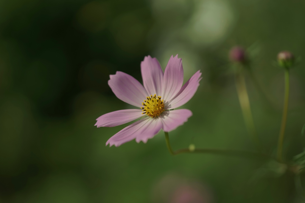 秋桜　5