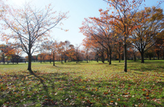 舎人公園の秋　1